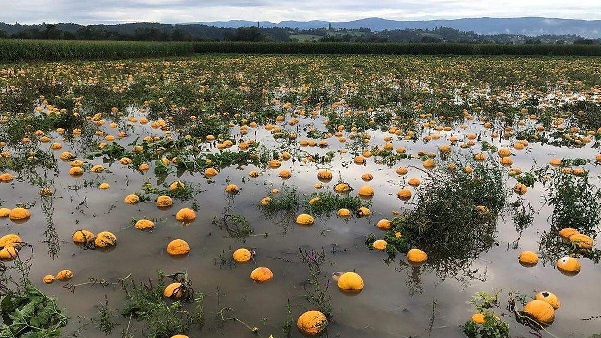 Durch Hagel geschädigte Ölkürbisse in Dobl-Zwaring, Steiermark