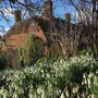 Great Dixter im Frühlingsrausch: Der Biogärtner blickte gartelnd hinter die Kulissen 
