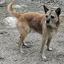 Der Terrier "Kimbo" könnte in Thörl, aber auch in Kapfenberg unterwegs sein