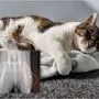 Dem 18 Jahre alten Kater Moe wurde ins Hinterbein geschossen 