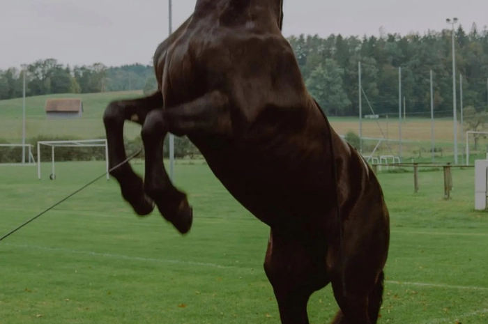 Stute "Julietta", eine Friesin, spielt im Kurzspielfilm "Cornetto im Gras" eine wichtig Rolle.