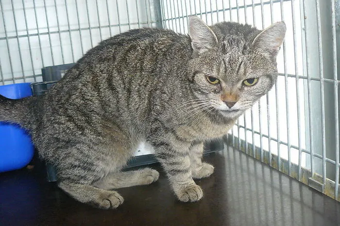 Amy ist ein Finderlkatze uns rund ein Jahr alt - leider hat sich niemand gemeldet, der sie vermisst. Die kleine Tigerdame ist den Menschen zugetan und mag auch andere Katzen. Weitere Informationen und Kontakt: www.landestierschutzverein.at