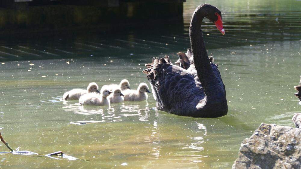 Noch schwimmen sie munter im Teich und werden von der mama wohl behütet