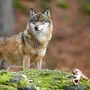 Die Wogen um den Wolf gehen hoch: Immer mehr der Tiere wandern nach Österreich ein
