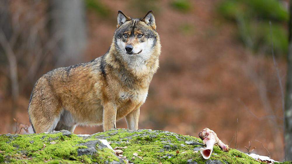 Die Wogen um den Wolf gehen hoch: Immer mehr der Tiere wandern nach Österreich ein