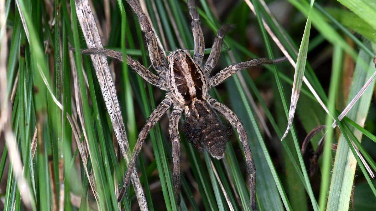 Die Schwarzbäuchige Tarantel hat ein charakteristisches Äußeres | Die Schwarzbäuchige Tarantel hat ein charakteristisches Äußeres