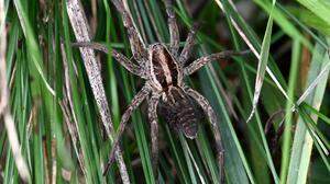 Die Schwarzbäuchige Tarantel hat ein charakteristisches Äußeres | Die Schwarzbäuchige Tarantel hat ein charakteristisches Äußeres