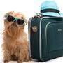 Ein Urlaub mit Hund will gut geplant sein. Bello braucht auch sein eigenes Handgepäck