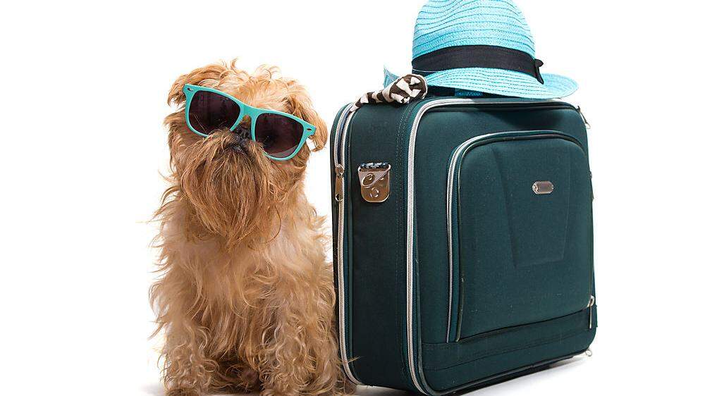 Ein Urlaub mit Hund will gut geplant sein. Bello braucht auch sein eigenes Handgepäck
