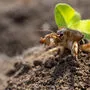 Wie man am besten gegen die Maulwurfsgrillen vorgeht