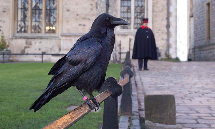 Die Raben des Tower of London sichern das Königreich – mindestens sechs müssen es immer sein 