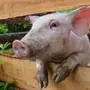 A young pig peers through a fence in Lofer, Austrian province of Salzburg, Wednesday, 13 June 2012. After heavy rain showers the weather forecast predicts  temperatures up to 24 degrees  Celsius (75,2  degrees Fahrenheit) in some parts of the country. (AP Photo/Kerstin Joensson)