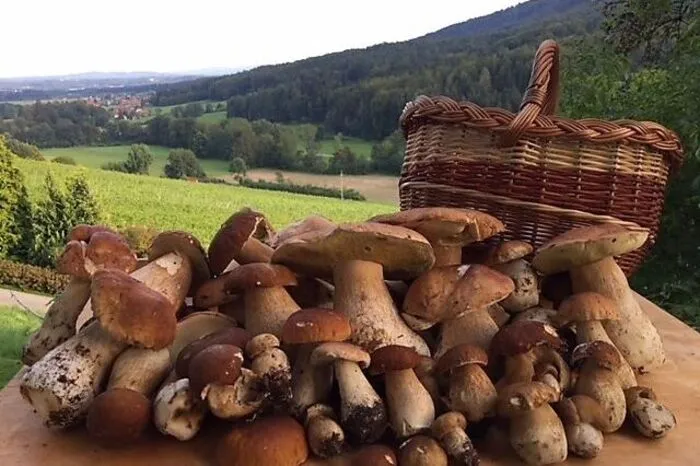 "Pilze wurden von meiner Frau und mir in der Heimat des Schilchers im Bereich Wildbach gefunden", berichtet Kleine Zeitung-Leser Rochus Raffling, der sich im nördlichen Bezirk Deutschlandsberg auf die Suche nach der Köstlichkeit gemacht hat.