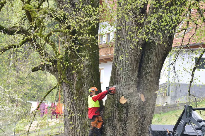 Nach fünf Stunden Planung und Vorbereitung war es dann soweit, der Baum fiel in die vorgesehene Richtung und beschädigte keines der umliegenden Gebäude.