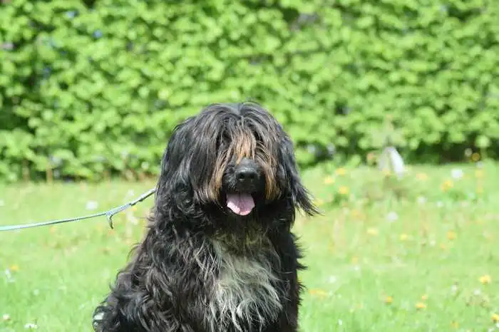 Mischlingsrüde Rocky (am Foto) sucht ein neues Zuhause. Er wurde am 9. April 2019 geboren und ist mittlerweile kastriert. Rocky ist ein sehr freundlicher Rüde und versteht sich gut mit Artgenossen. Rocky ist auf der Suche nach einer Familie, die gerne mit ihm spielen würde. Er geht auch sehr gerne spazieren und liebt es, zu kuscheln. Kontakt: Kärntner Tierschutzverein Villach, Pogöriacherstraße 102 in Villach, Telefon: (04242) 54 1 25, www.tierschutzvereinvillach.at