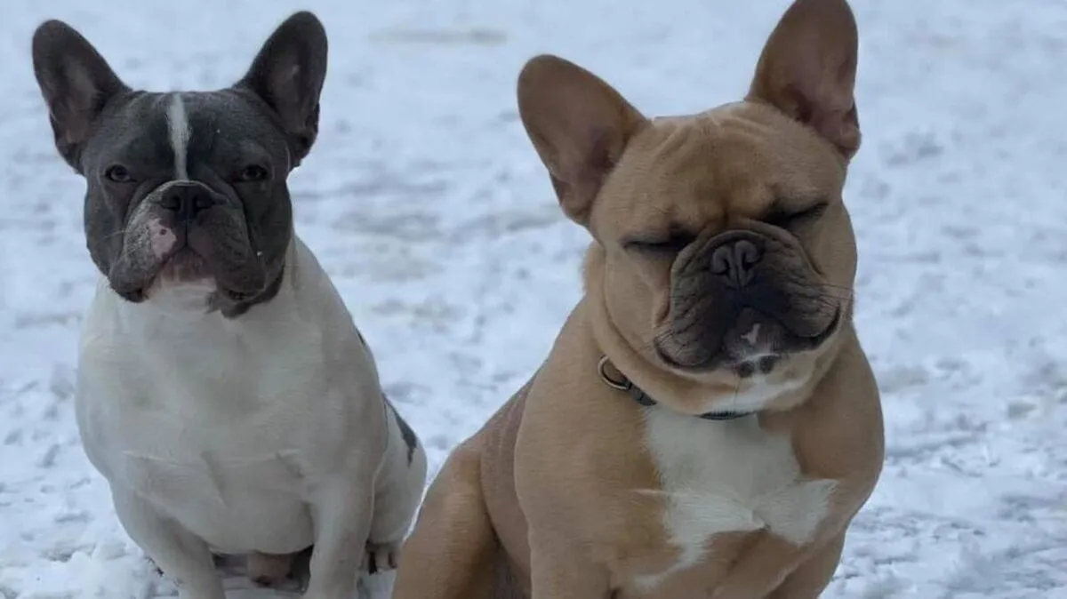"Jayz" (rechts) dürfte zu seinem Halbbruder gelaufen sein. Er wurde überfahren