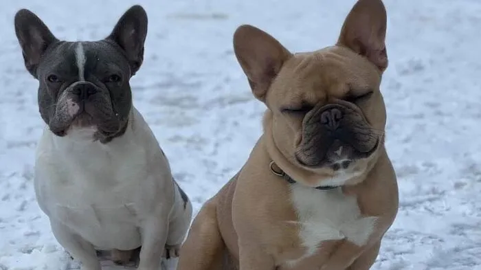 "Jayz" (rechts) dürfte zu seinem Halbbruder gelaufen sein. Er wurde überfahren