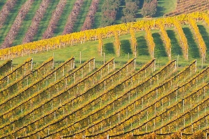 Diese herbstlichen Stimmungsbilder von Weinbergen in Gamlitz und vom Badesee Wildon ...