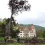 Die zuletzt stark in Mitleidenschaft gezogene Blutbuche von Eggenberg