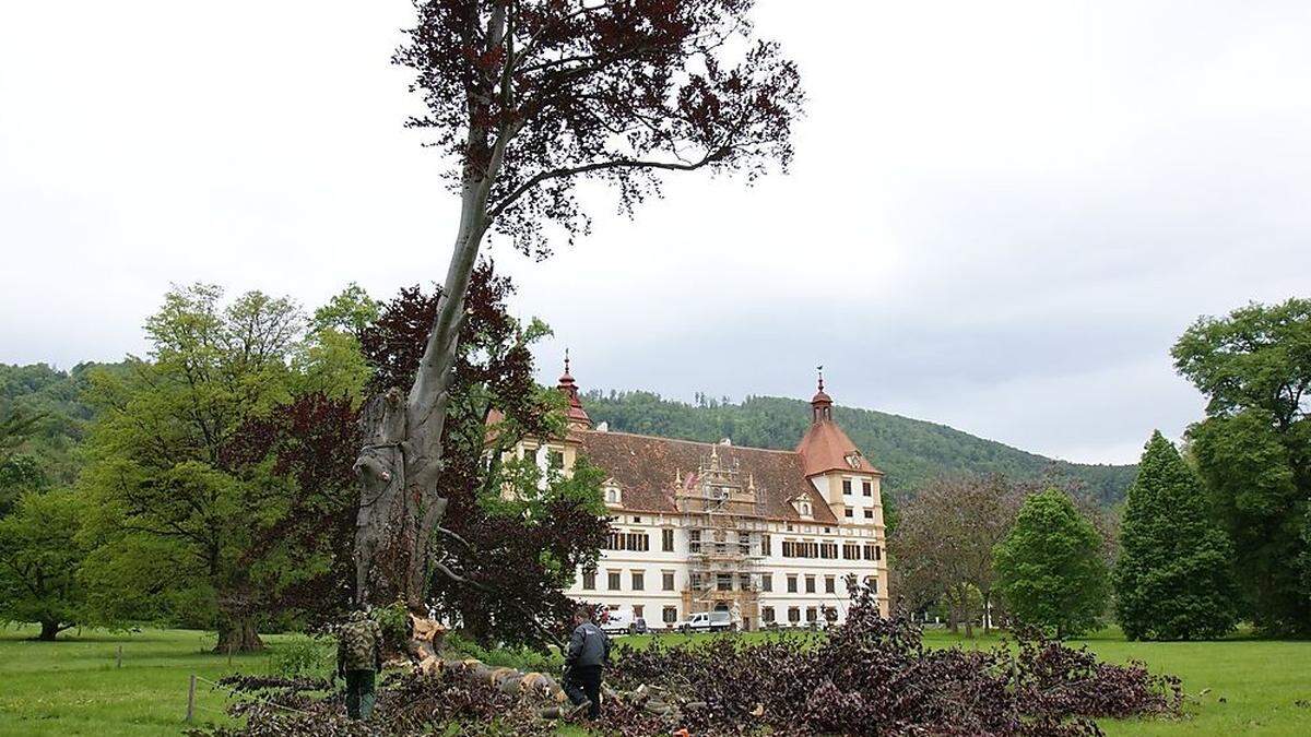 Die zuletzt stark in Mitleidenschaft gezogene Blutbuche von Eggenberg