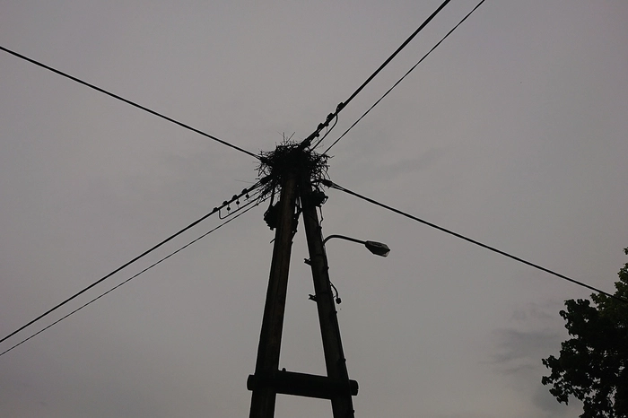 Auf dem betroffenen Strommast hatte ein Storch seinen Horst errichtet.