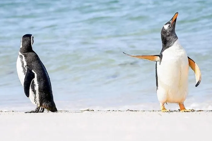 Ebenfalls ausgezeichnet: "Sprich mit der Flosse" - die scheinbar zerstrittenen Pinguine, ebenfalls abgelichtet von Jennifer Hadley.