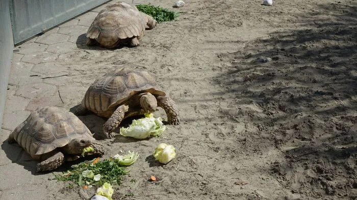 Am Lama- und Kamelhof in Deutsch Goritz gibt es auch afrikanische Riesenschildkröten zu bestaunen.