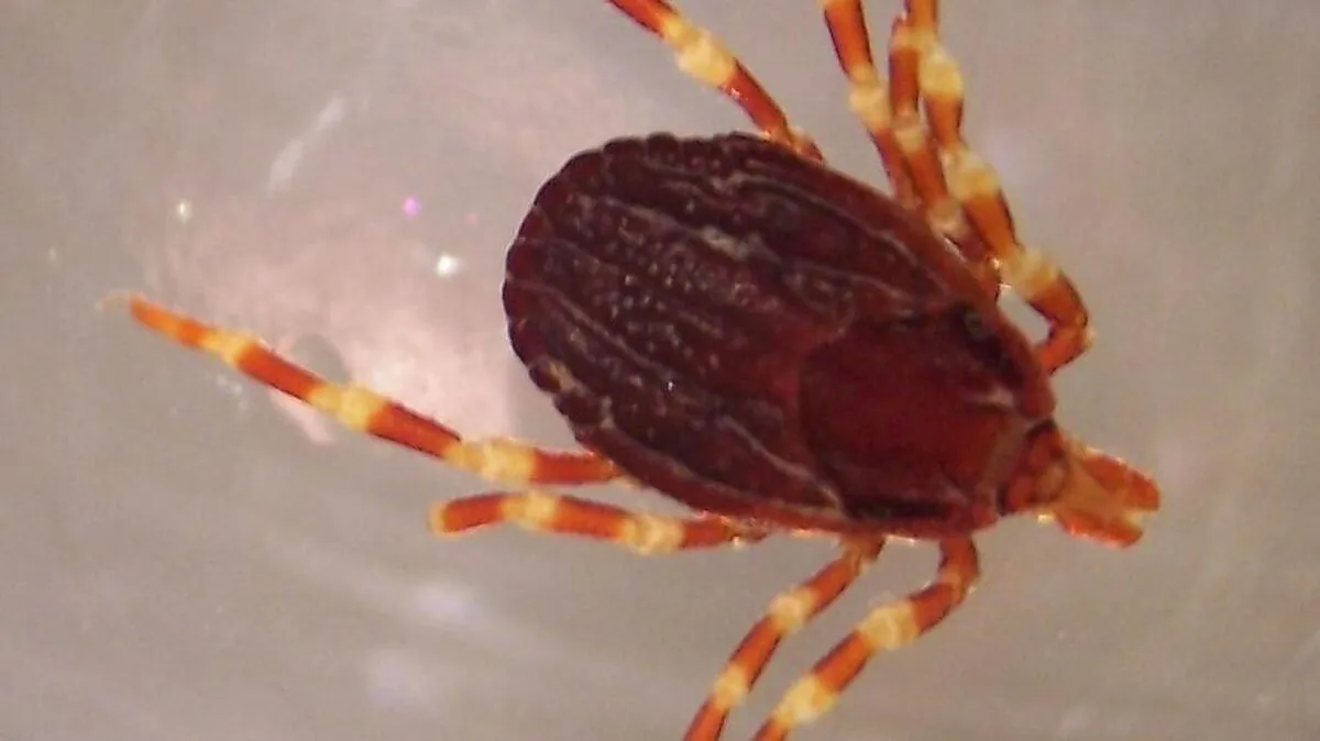 Die zu anderen "heimischen" Zecken vergleichsweise großen Tiere mit den auffällig gestreiften Beinen tauchten in diesem Jahr in Deutschland im Raum Hannover, in Osnabrück und in der Wetterau auf und wurden vermutlich über Vögel eingeschleppt.