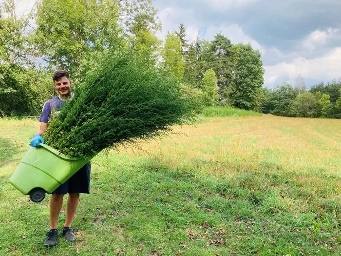 Simon Heinig, hauptberuflich beim Kärntner Wirtschaftsförderungsfonds (KWF) tätig, erntet die Pflanze in Passering