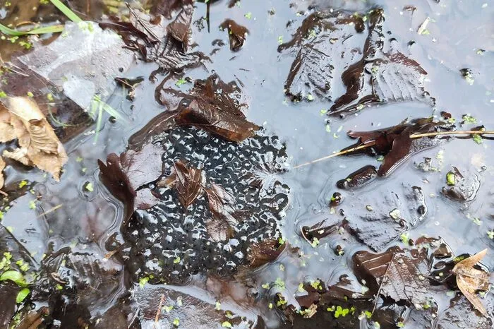 Hier hat die Gelbbauchunke abgelaicht.