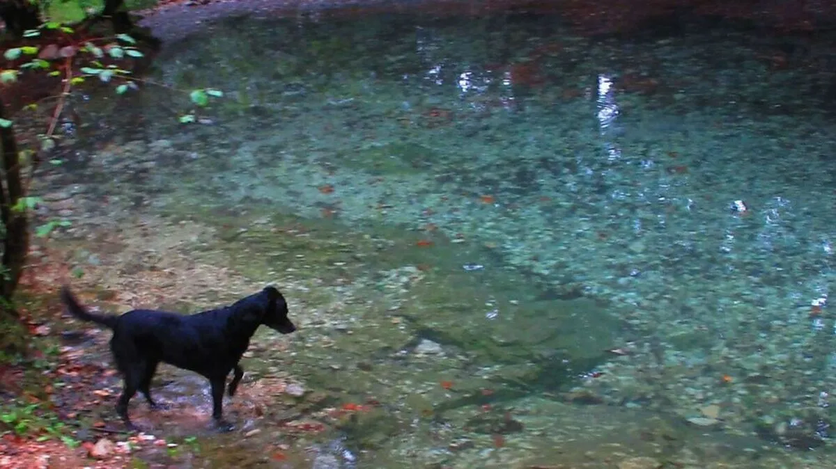 Das Maibachl rinnt wieder