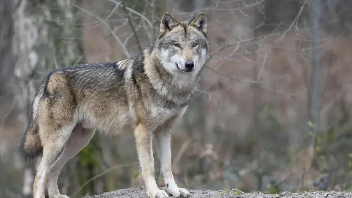 Der Wolf steht wieder einmal im Fokus