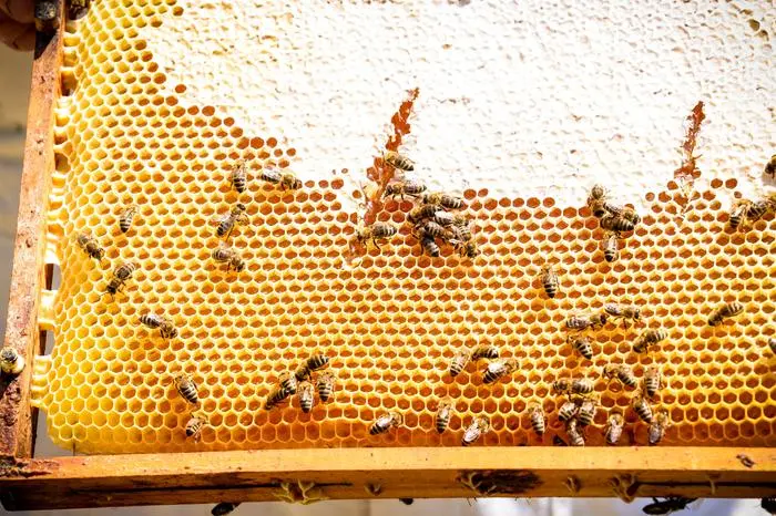 Den reinsortigen Löwenzahnhonig erkennt Imker Johannes Gruber unter anderem an der dunklen Farbe des Wachses