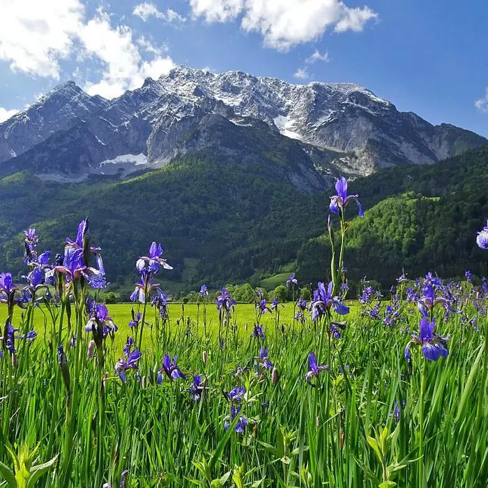 Irisblüte vor dem Grimming