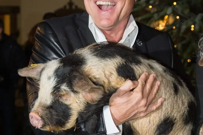 Dieter Bohlen hat Schwein gehabt.