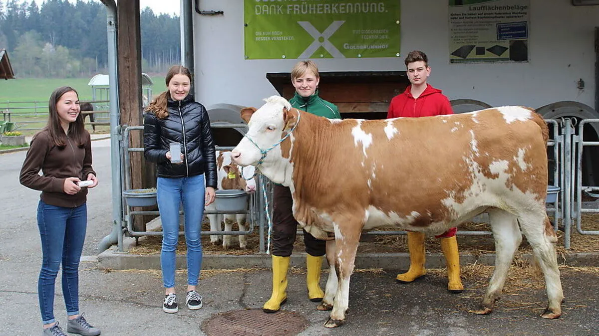 Die LFS-Schüler Lena Supan, Valentina Bergmann, Martin Urak und Eniko Scheiber mit einer Kuh an der Schule