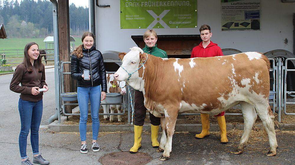 Die LFS-Schüler Lena Supan, Valentina Bergmann, Martin Urak und Eniko Scheiber mit einer Kuh an der Schule
