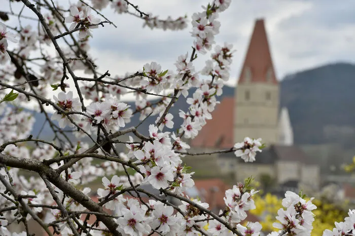 Aufgrund der frühlingshaften Temperaturen haben sich bereits die ersten Knospen der über 100.000 Marillenbäume in der Wachau geöffnet.
