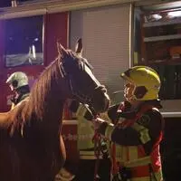 20 Einsatzkräfte der Feuerwehr Spielberg kümmerten sich gemeinsam mit der Polizei und einem Tierarzt um die beiden Pferde