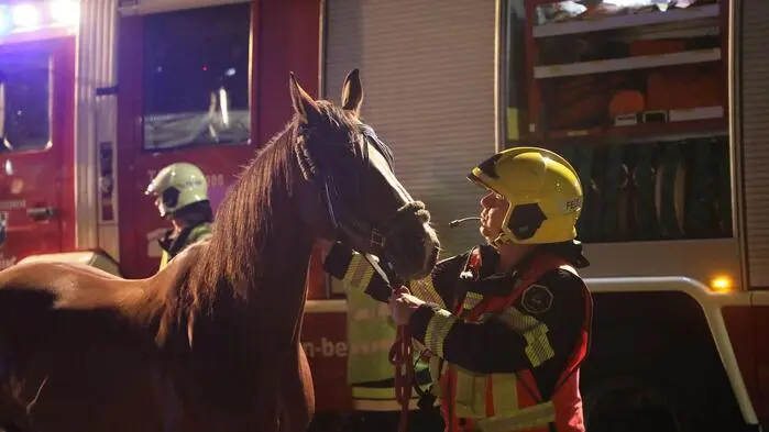 20 Einsatzkräfte der Feuerwehr Spielberg kümmerten sich gemeinsam mit der Polizei und einem Tierarzt um die beiden Pferde