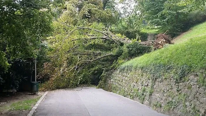Montagmittag fällt die 15 bis 20 Meter hohe Hainbuche plötzlich um