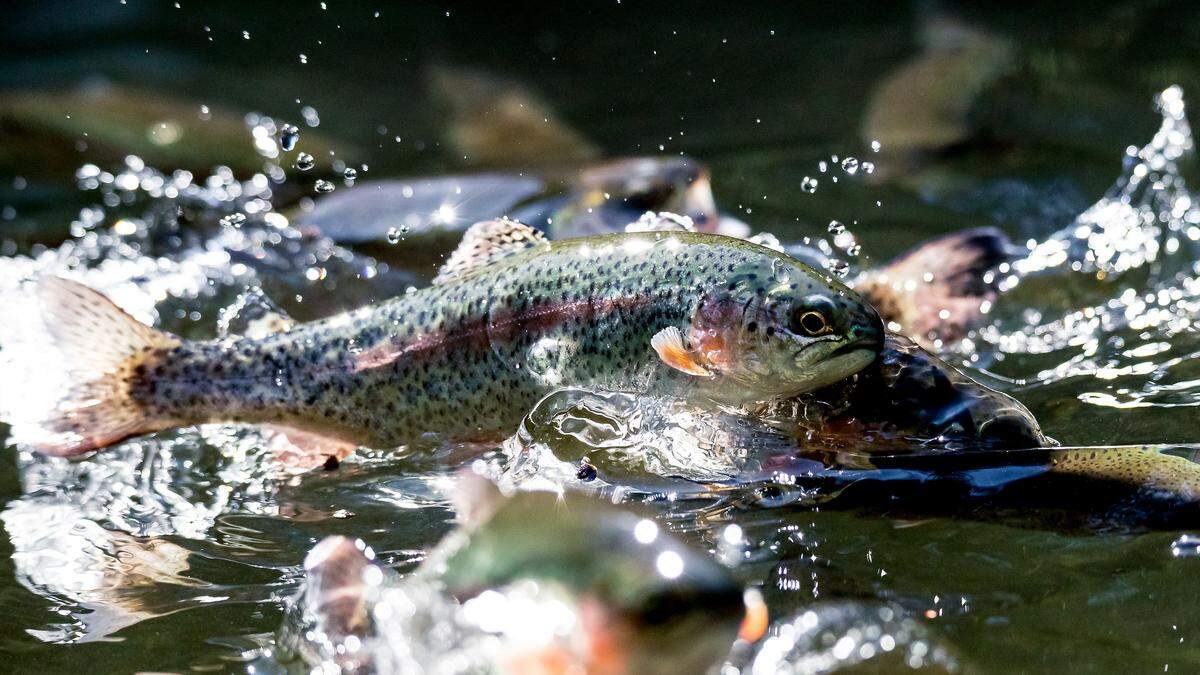 In drei Becken verendete die gesamte Forellen-Population