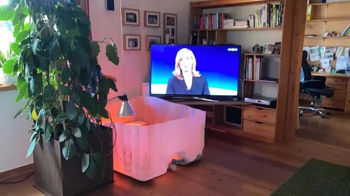 Ferkel-Krabbelstube mit Neuigkeitswert.