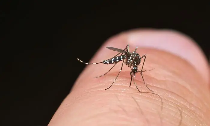 Tigermücke in Aktion