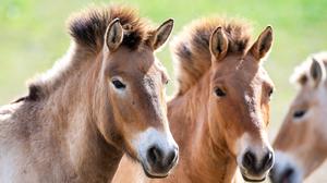 Acht seltene Przewalski-Pferde sollen in Kasachstan angesiedelt werden