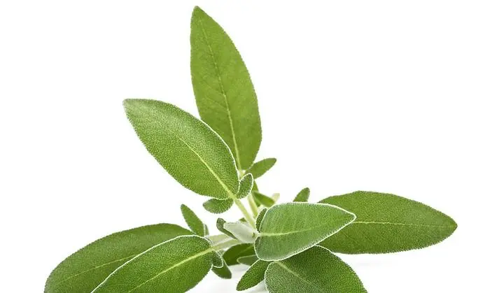 Verfeinert Saltimbocca und wirkt als Tee: Salbei