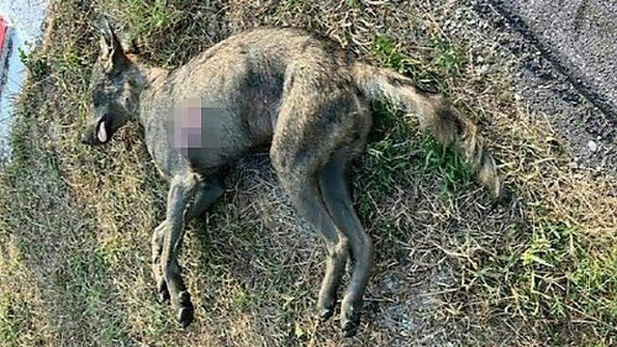 Der erschossene Wolf trieb in der Donau in Tulln/Niederösterreich