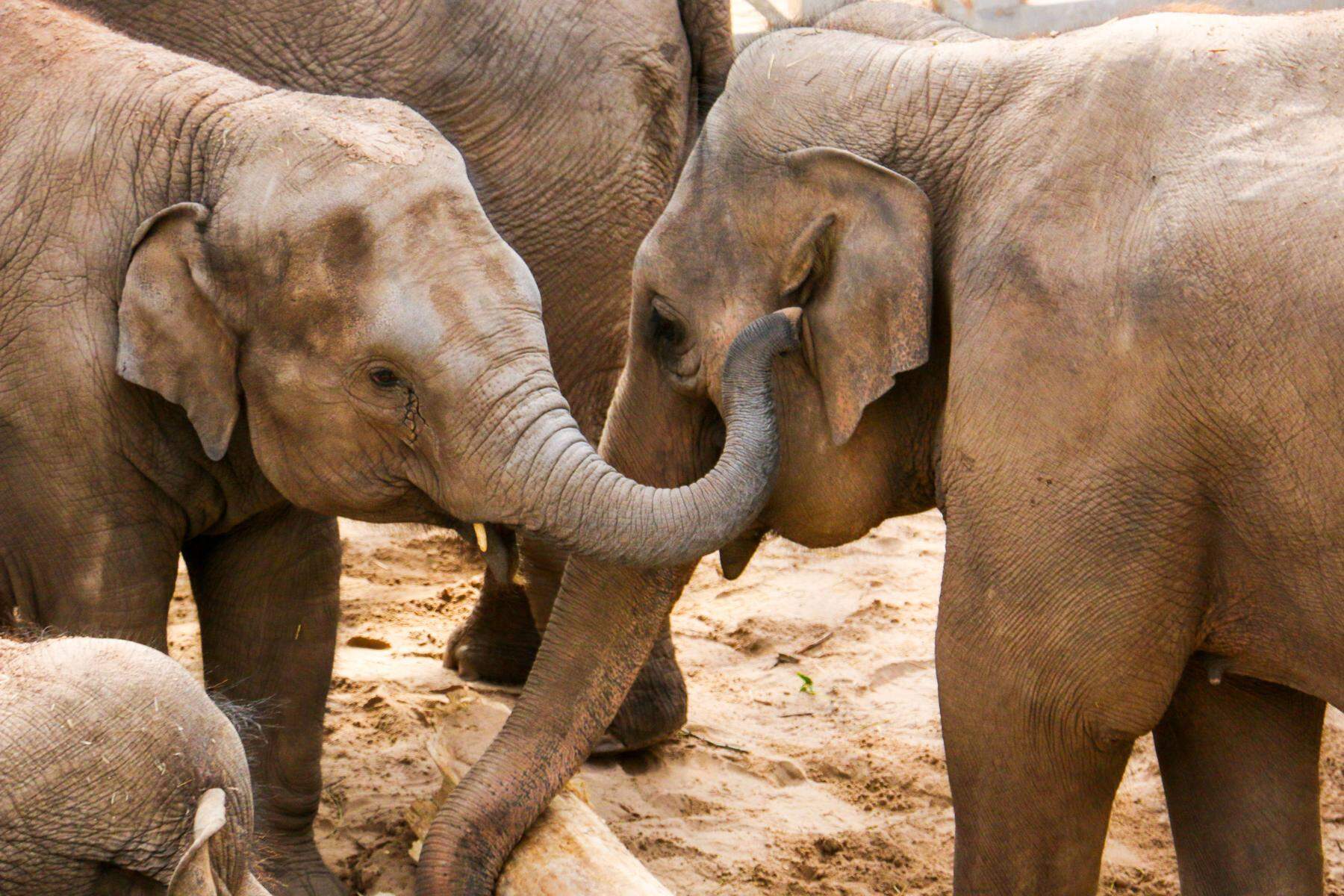 KI verhinderte in Indien rund 400 Unfälle mit Elefanten