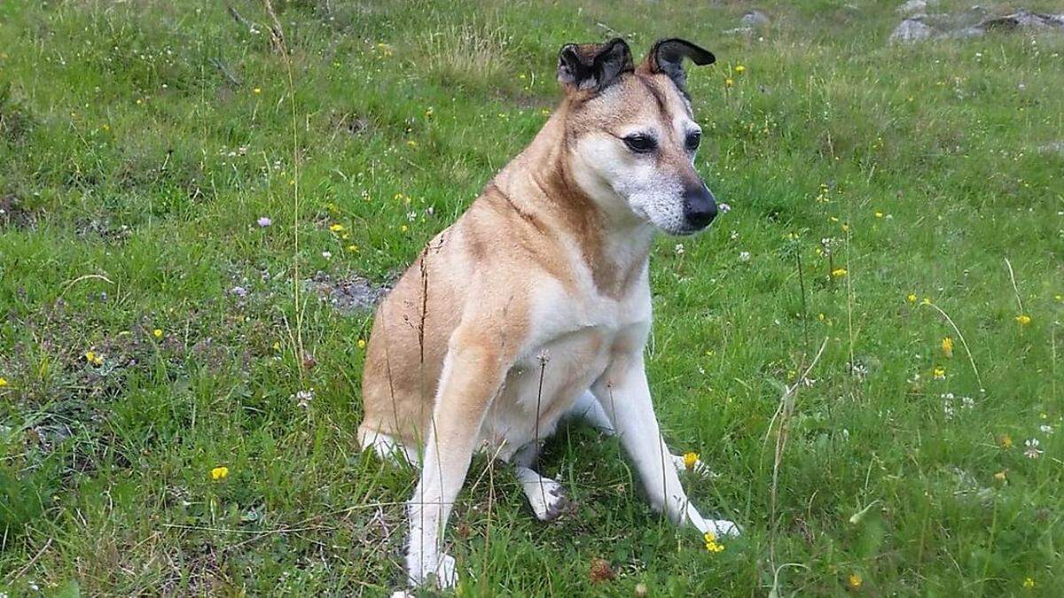 Hündin Frieda ist am 25. Juli auf einer Alm in Teuchl (Reißeck) entlaufen