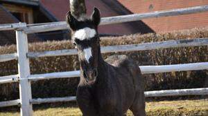 Das erste Lipizzanerfohlen des Gestüts Piber ist besonders aufgeweckt